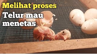 Detik detik telur ayam mau menetas
