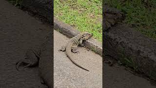 Huge lizard runs into a hole #shorts #hugelizard #lizard