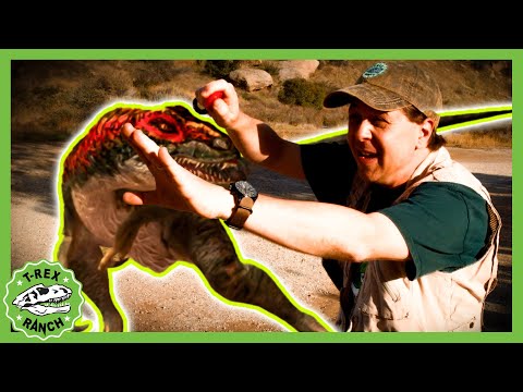 🥚 Baby Egg Showdown 🥚 | 🦖🦕 T-Rex Ranch Dinosaur Videos