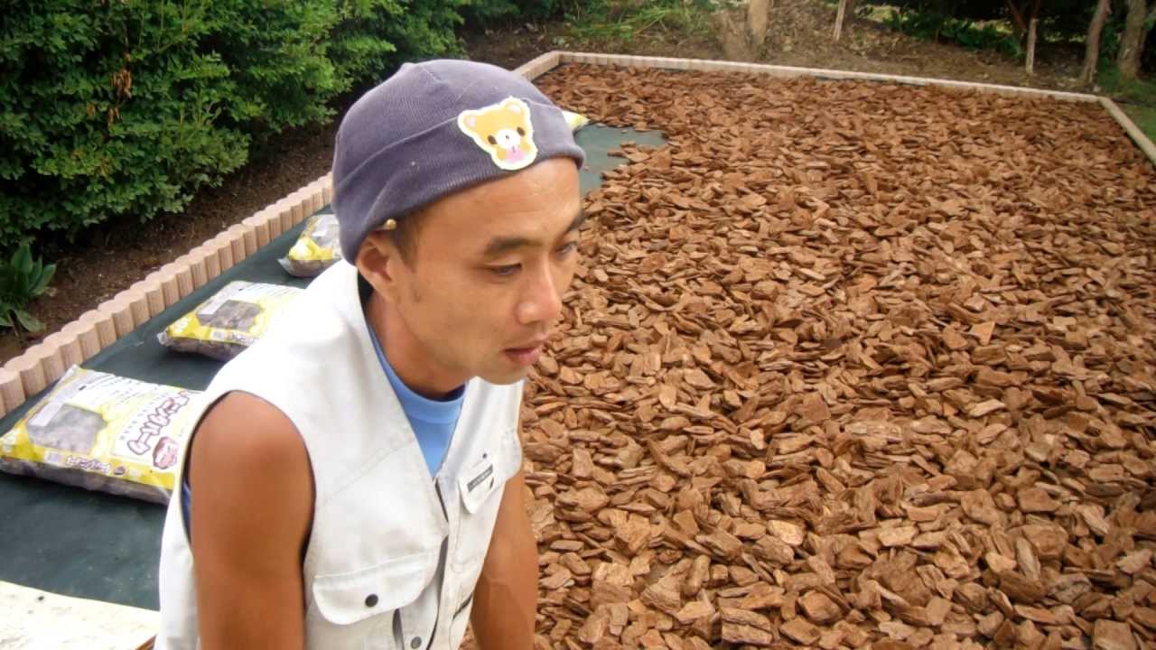 防草 バークチップ敷き工事 バークチップ敷き Youtube
