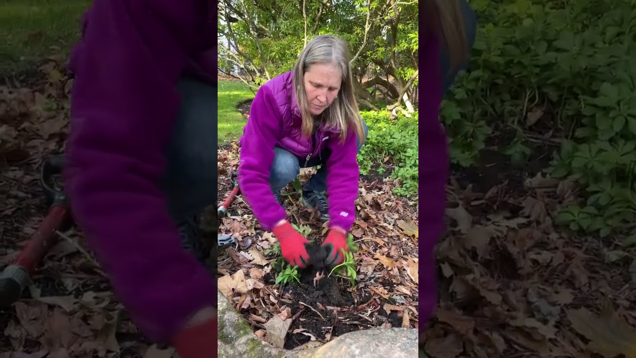 How To Fill in An Area Quickly With Groundcover (Pachysandra)