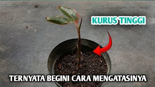 How to Fix Leggy Aglaonema Plants