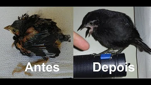 O que come um pássaro preto?