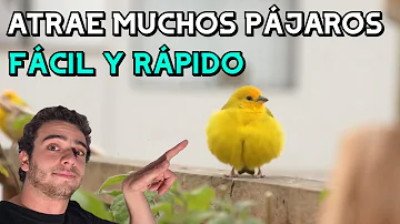 ¿Qué semillas atraen a más pájaros?