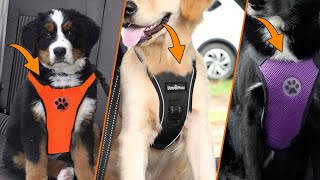 Top 5 Best Dog Car Harness in 2024 | Expert Reviews, Our Top Choices