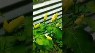 fresh chilli# nature chilli# mini farming chilli# dubai fresh chilli# guwahati chilli#...