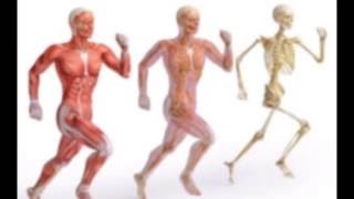 Download Lagu Exame De Musculoesqueletico MP3 Exame De Musculoesqueletico