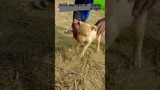 Miss Cane D0 Harrycane 2W