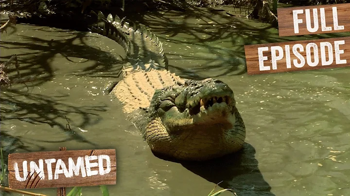 Inside A 50,000 Australian Crocodile Farm | Full Episode
