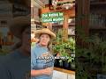 Stop Waiting for Tomato Weather: What to Plant in May Zone 6B