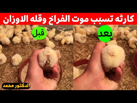 خطأ كارثي في تربيه الفراخ البيضاء عمر ٣ ايام وكيفيه علاجه مع دكتور