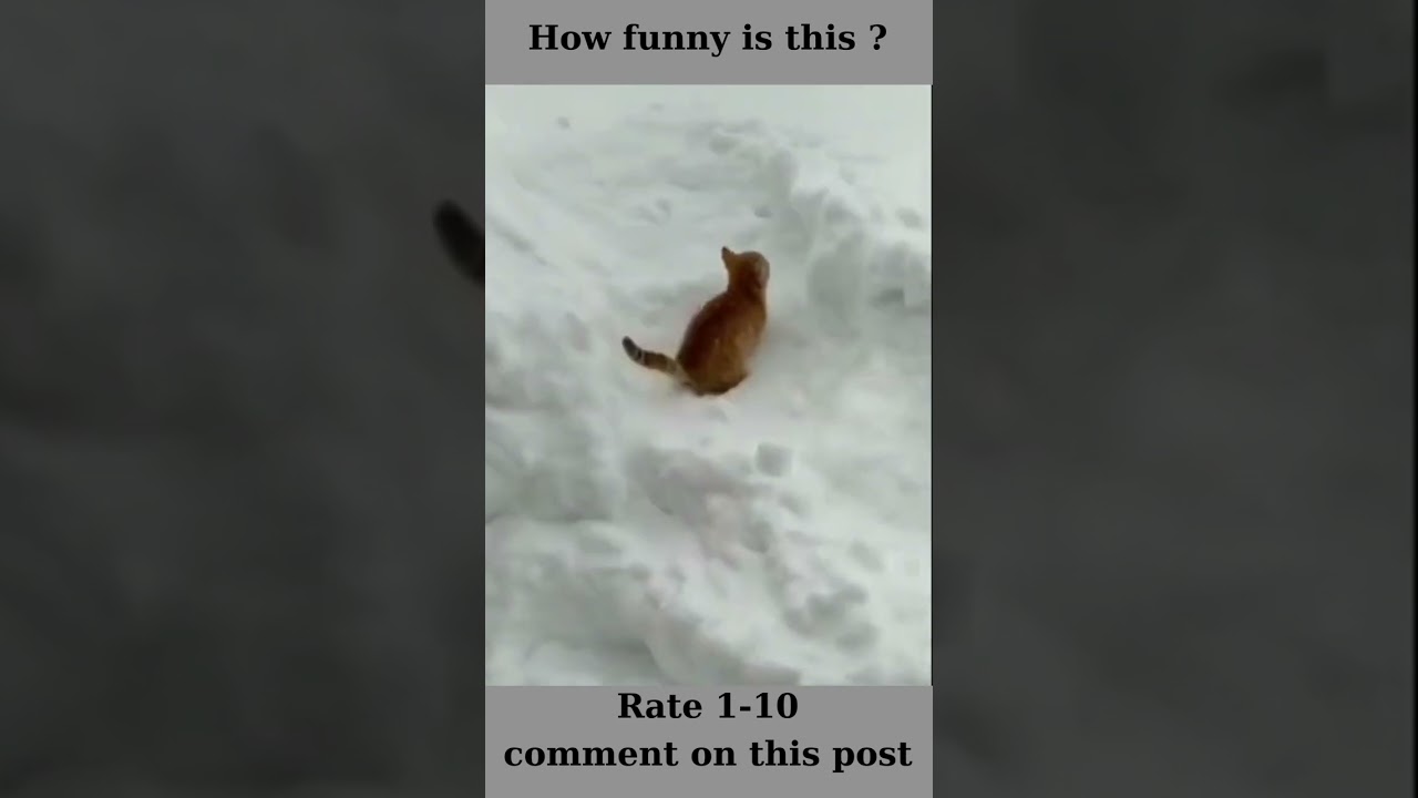 Watch Funny cute cat jumping in the snow - How funny is this? #shorts #funnycats #cutecat on YouTube Watch Funny cute cat jumping in the snow - How funny is this? #shorts #funnycats #cutecat on YouTube
