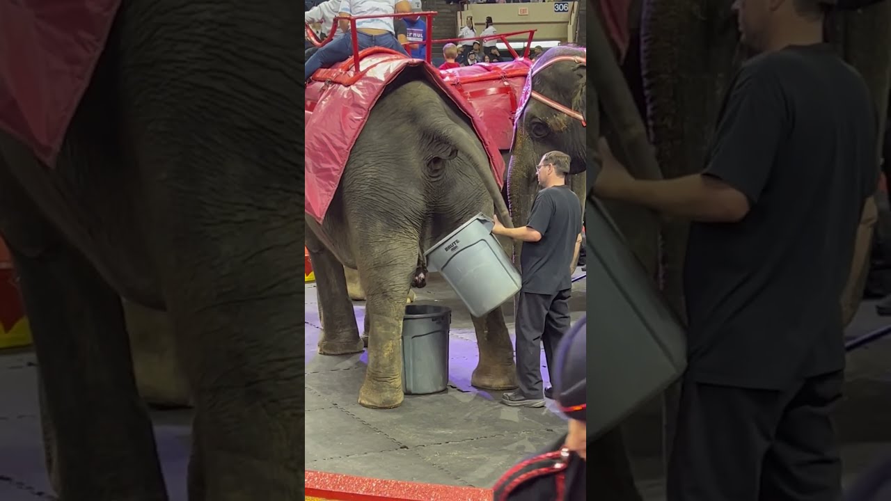 Welcome To The Circus 