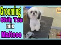 Grooming shih tzu mix maltese  mj farm life