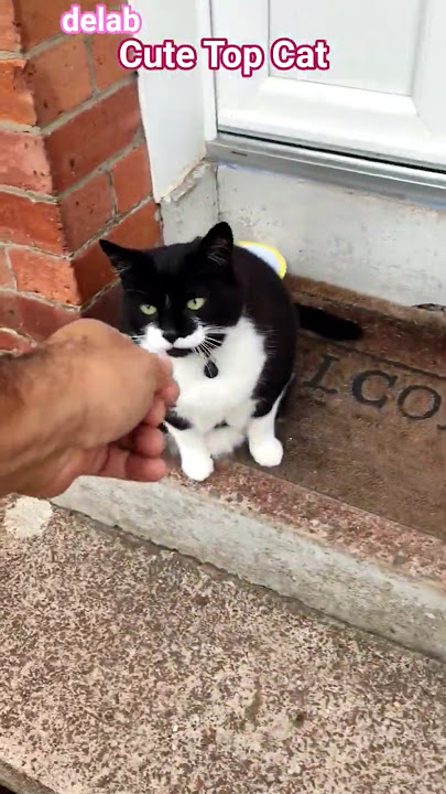 A Top Cat. #delab #catlovers #smile #positivity