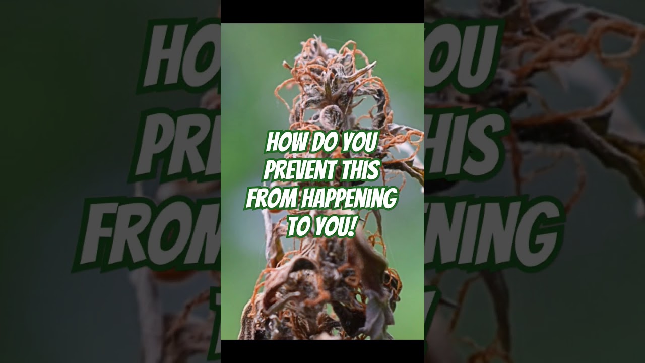 How to Prevent Bud Rot: The beginner's Guide to Growing Cannabis 