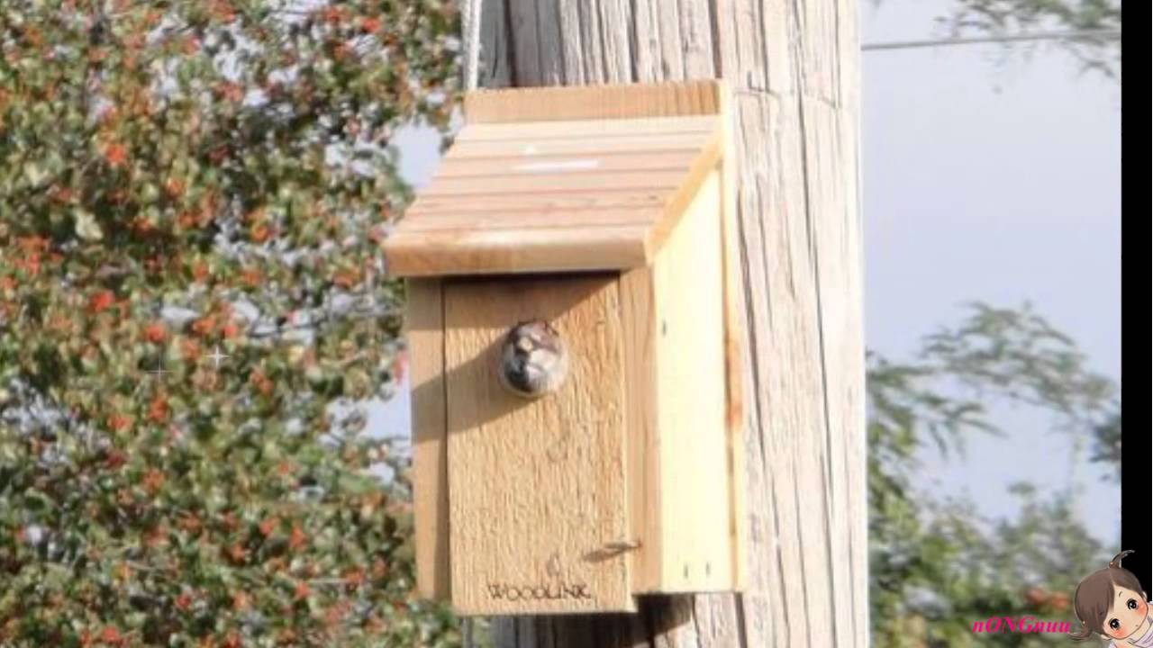 Woodlink Wooden Bluebird House