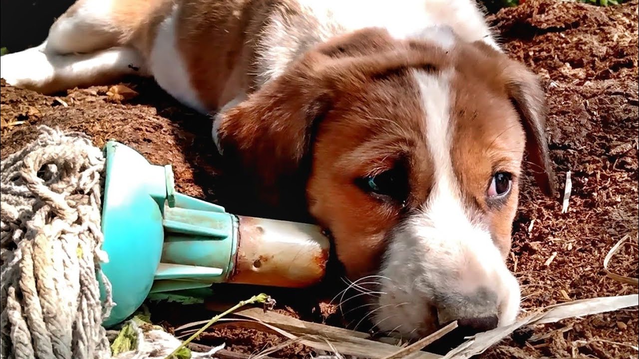 Why Does A Mother Dog Bite Her Puppies