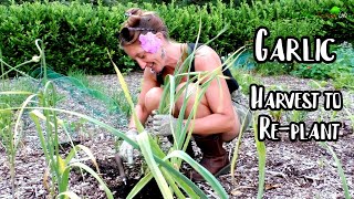 GROWING GARLIC, Harvest to Planting, Hard & Soft Neck, Drying, Saving, Plaiting the BEST winter Crop screenshot 2