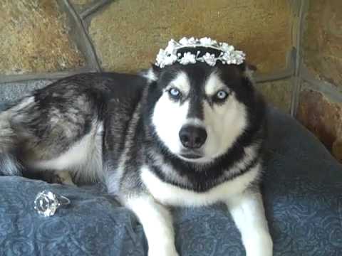 Saluda Rrrroyal Wedding Dog Duchess Lou Lou Sheds ...