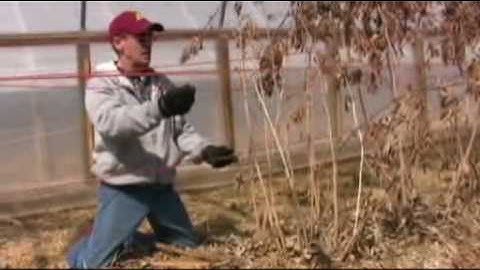 High Tunnel Raspberry Pruning Demo with Steve Poppe