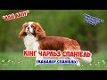 Кінг чарльз спаніель. Опис породи, характер та догляд