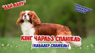 Кінг чарльз спаніель. Опис породи, характер та догляд