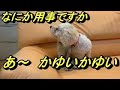 ㊽しつけに失敗すると飼い犬に足元見られます