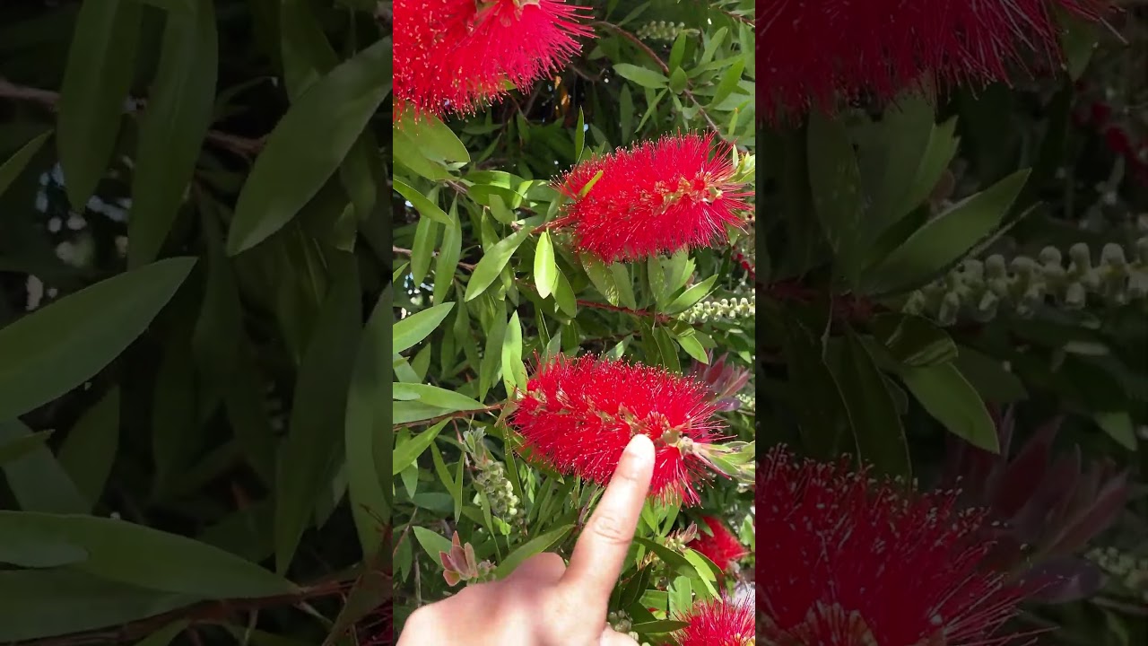 Bottlebrush Plant | Beautiful and Amazing | Explore with Atif | 