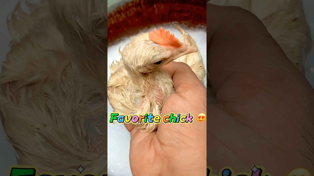Colorful chick Ko clean kr Dea 😍