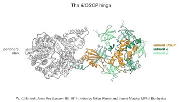 Structure and Mechanisms of F-Type ATP Synthases: Supplemental Video 4