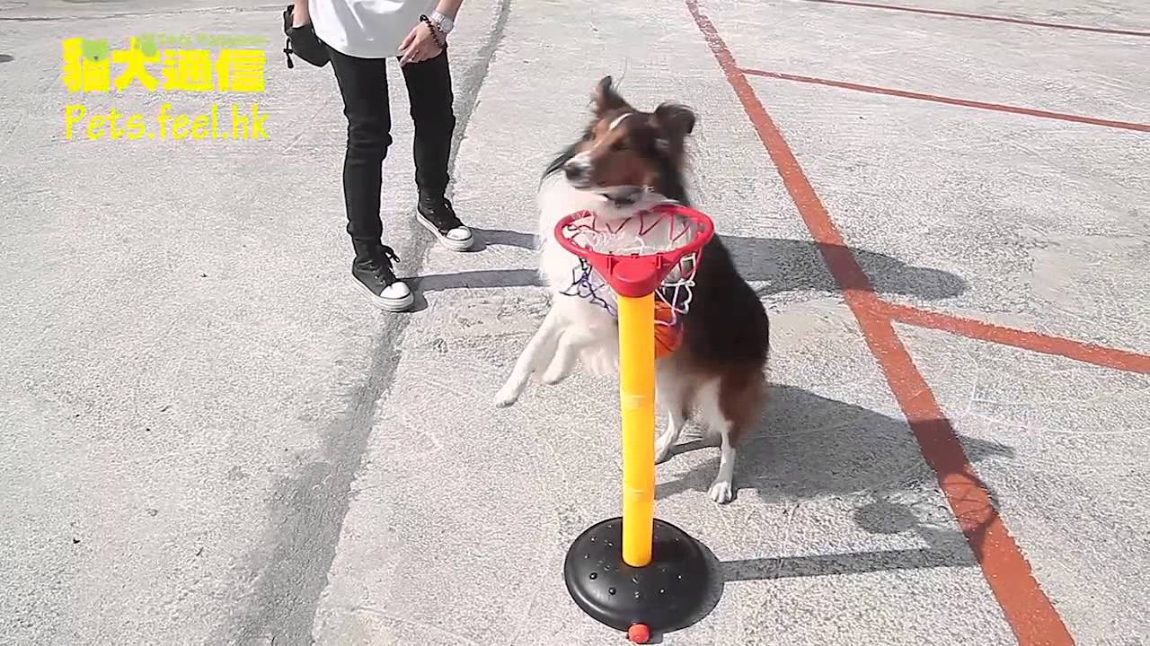 《貓犬通信》狗狗才藝表演－射籃 - YouTube