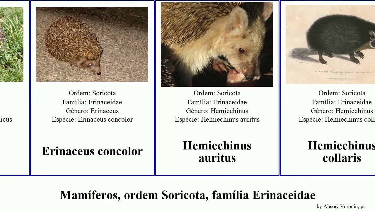 Mamíferos, ordem Soricota, família Erinaceidae paraechinus atelerix mammal concolor frontalis Yuga