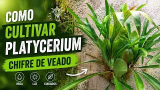 STAGHORN FERN (PLATYCERIUM) - A BEAUTIFUL EPIPHYTIC PLANT AND HOW