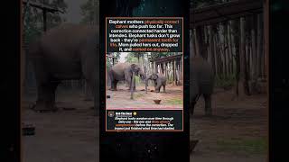 Elephant Mom Breaks Own Tusk Disciplining Calf