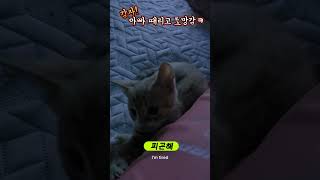#감자아빠를이젠때린다#고양이#길냥이구조#길고양이#cat#길냥이#고양이일상#반려묘#고양이영상#고양이집사#고양이새끼#고양이훈련#고양이간식#고양이출산#새끼고양이#새끼#baby#애완동물