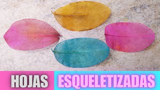 Cómo ESQUELÉTIZAR hojas de forma natural y TEÑIRLAS de colores | DIY Skeleton Leaf  ☠