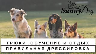 Трюки, обучение и отдых. Как правильно дрессировать собаку? Трюки, обучение и отдых. Как правильно дрессировать собаку?