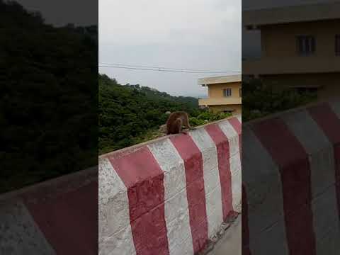 குச்சி மிட்டாய் சாப்பிடும் குரங்கு