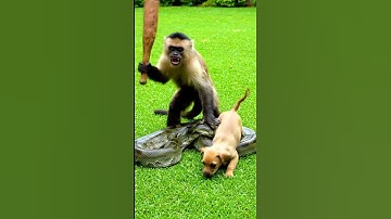 A monkey saves a dog from a python! 🐒 #AnimalRescue #Dog #Python #Unbelievable #Viral