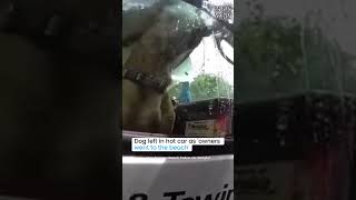 Dog left in hot car as 'owners went to the beach' Profile