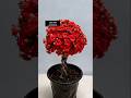 Prune your kalanchoe after flowering to create a lollipop shape! #PlantingTips #GardeningKnowledge