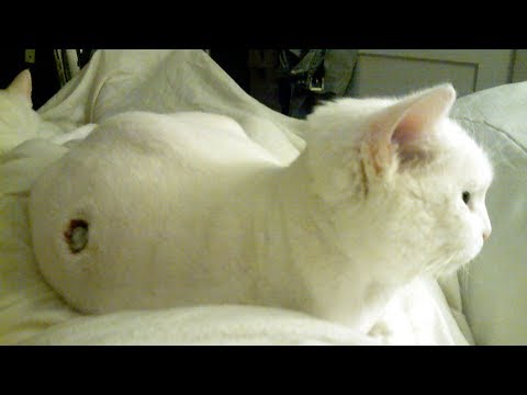 Video: Come Trattare Il Naso Che Cola Di Un Gatto
