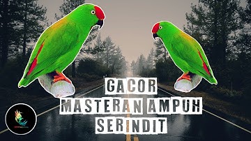 Masteran Ampuh Burung Serindit Gacor