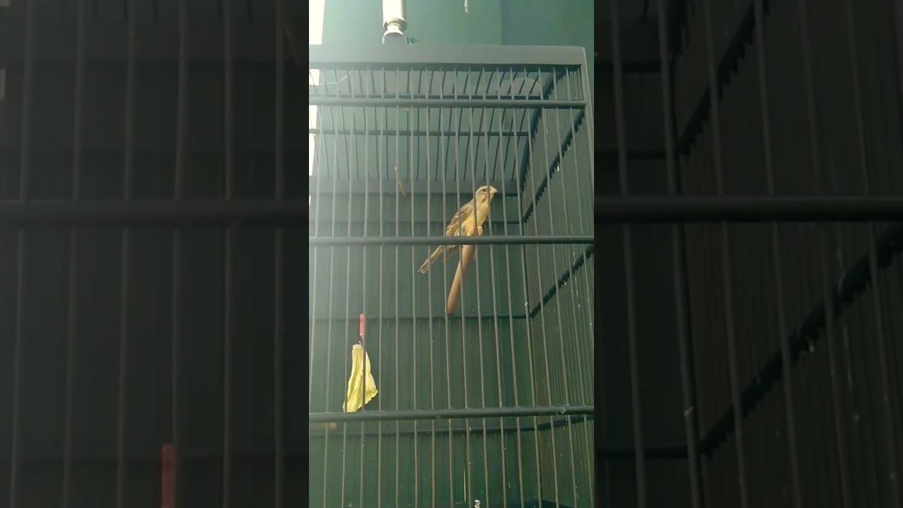 Blacken, Silangan Blackthroat dan Kenari 