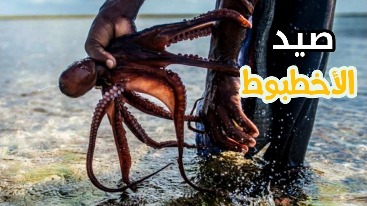تحدي صيد أكبر اخطبوط باليد وإنزال الكاميرا تحت الماء |  Octopus Fishing