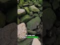 Amazing Rescue: Magnet Returns, Saves Wildlife! #shorts