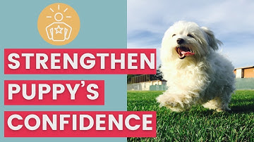 How to Help a Shy Puppy Gain Confidence
