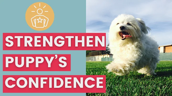 How to Help a Shy Puppy Gain Confidence