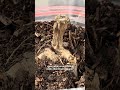 2 Weeks Growing Dahlias In Ziplock Bags | Copperboy Tubers Update & What I’ve Noticed